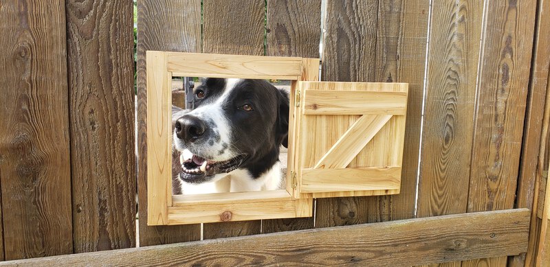 Dog Door