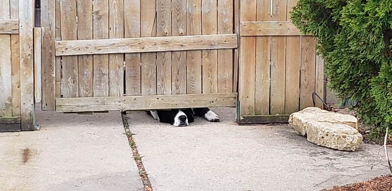 Dog Door