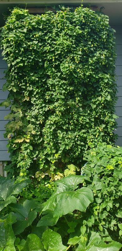 Hops Trellis