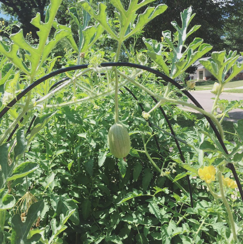 Metal Trellis