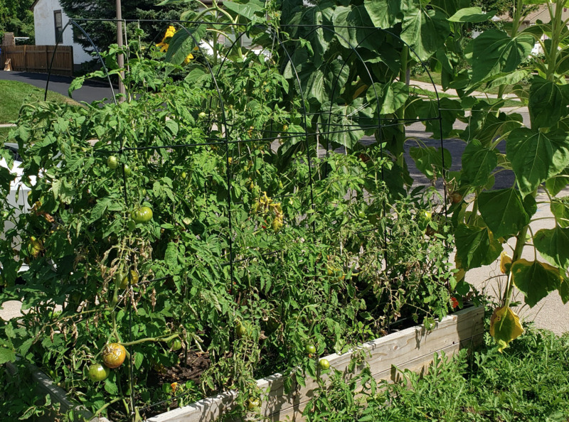 Metal Trellis