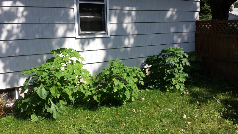 Raised Beds