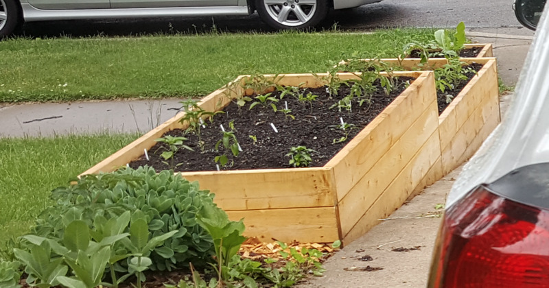 Raised Beds